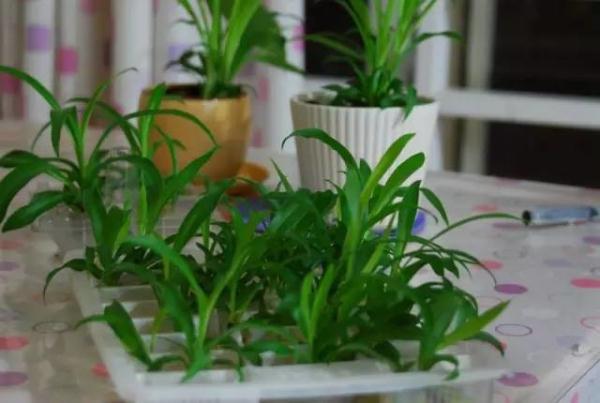 去甲醛10大植物高手，你一定后悔才知道！！
