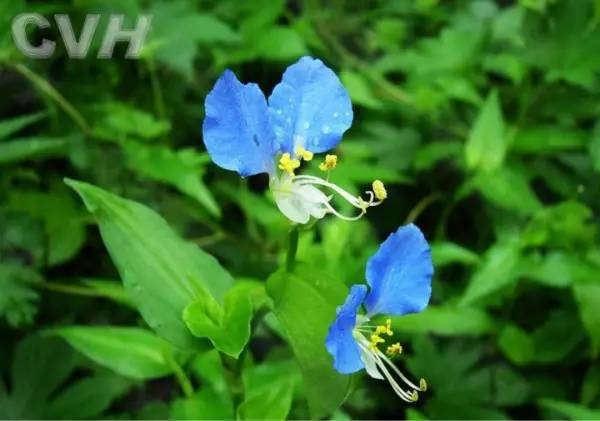去甲醛10大植物高手，你一定后悔才知道！！