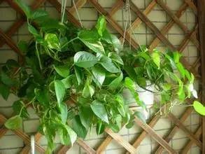 去甲醛10大植物高手，你一定后悔才知道！！