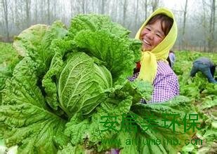 甲醛白菜视频朋友圈疯转 记者调查本地白菜可放心吃