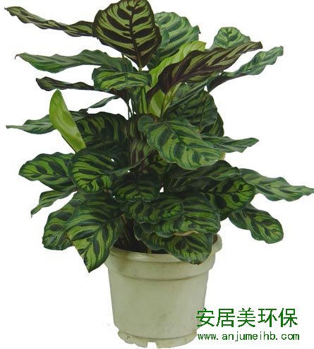 装修除甲醛最好办法 入住新房必读