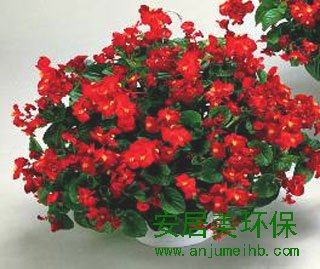 装修除甲醛最好方法：多年生常绿草本花木。其花色艳丽，花形多姿，叶色妖嫩柔媚、苍翠欲滴。性喜温暖、湿润、荫蔽的环境，怕强光直射，要求排水良好的沙性土壤。