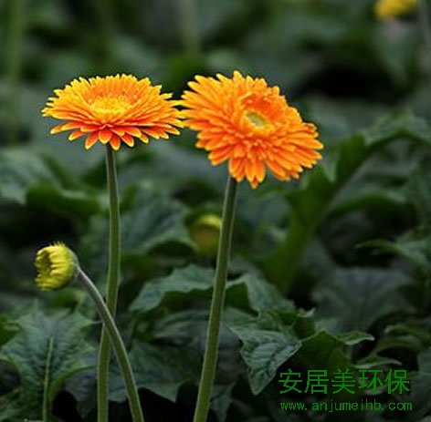 装修除甲醛最好方法：菊科宿根草本，花径较大，花色丰富，四季常开。喜温暖、阳光充足和空气流通的环境，属半耐寒性花卉，喜肥沃疏松，富含腐殖质的沙质壤土。