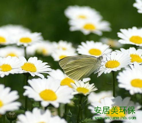 装修除甲醛最好方法：多年生宿根草本花卉，我国传统品种。茎直立或半蔓性，茎上有柔毛，多分枝。单叶互生，叶缘有锯齿，花为头状花序，着生茎顶，花形丰富，花色多样。