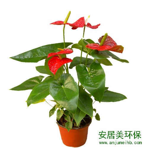 装修除甲醛最好方法：天南星科宿根草本植物，著名的切花花卉，属热带植物品种。近年来其盆栽品种在我国逐步流行起来。肉质根发达，无茎，叶柄长，集中着生于根颈处，叶片心形，光滑嫩绿。