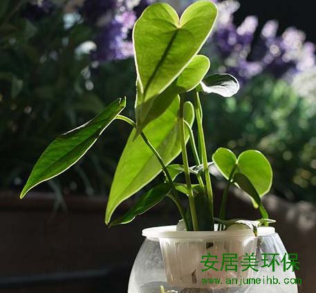 装修除甲醛最好方法：天南星科喜林芋属植物，属于攀藤观叶花卉。性喜温暖、潮湿环境，藤长可达数米，节间有气根，叶片会越长越大，叶互生，常绿。萝茎细软，叶片娇秀。