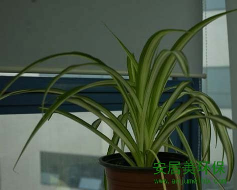 装修除甲醛最好方法特性：养殖容易，适应性强，最为传统的居室垂挂植物之一。它叶片细长柔软，从叶腋中抽生出小植株，由盆沿向下垂，舒展散垂，似花朵，四季常绿。