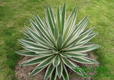 装修除甲醛最好方法：多年生常绿植物，植株高大，叶色灰绿或蓝灰，叶缘有刺，花黄绿色。喜温暖、光线充足的环境，耐旱性极强。