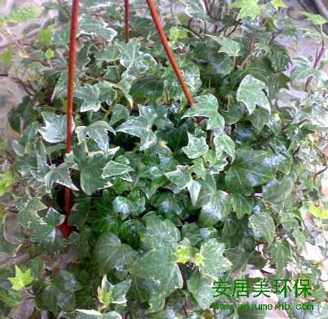 装修除甲醛最好方法特性：是最理想的室内外垂直绿化品种，常绿藤本，枝蔓细弱而柔软，具气生根，能攀援在其他物体上。叶互生，叶片三角状卵形，盆栽需要量日渐增多。