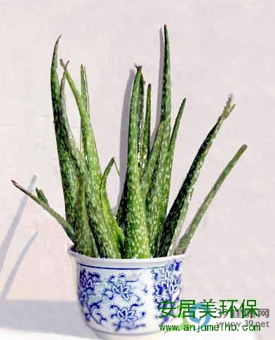 装修除甲醛最好方法：多年生常绿多肉植物，茎节较短，直立，叶肥厚，多汁，披针形。喜温暖、干燥气候，耐寒能力不强，不耐荫。