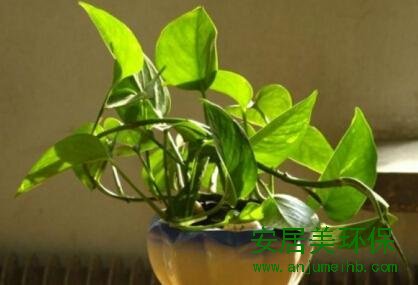 装修两个月放味却要一年多？支招三种快速除味方法